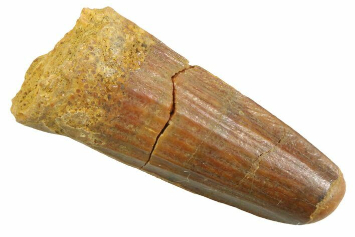 Juvenile Fossil Spinosaurus Tooth - Real Dinosaur Tooth #354840